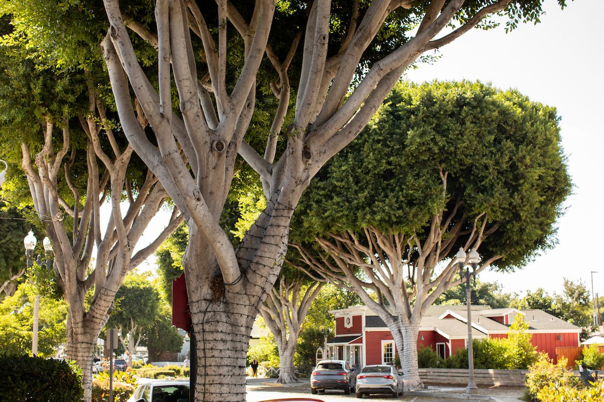 Roofing Services In Tustin Ca Roofing Services In Tustin Ca